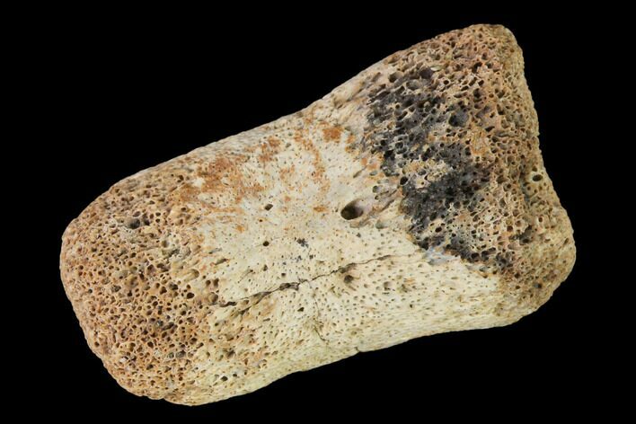 Fossil Hadrosaur Phalange - Alberta (Disposition #-) #143294
